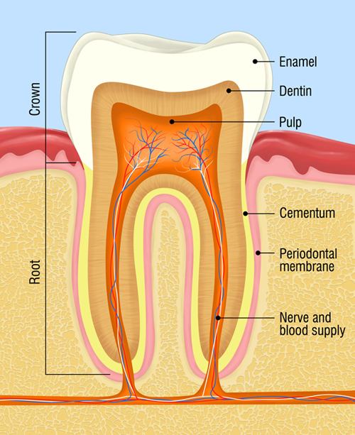 cross-section of the human teeth